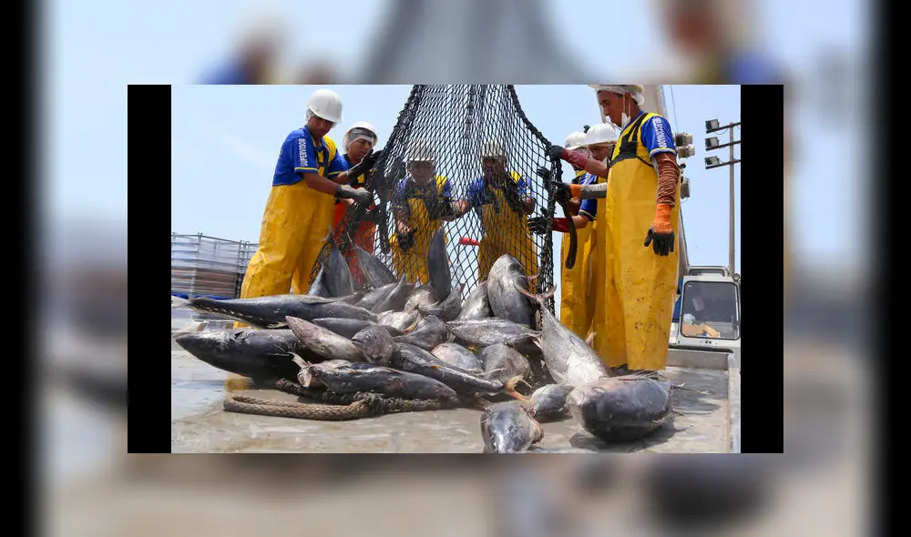 Exportaciones atuneras peruanas superarían los 250 millones de dólares este año