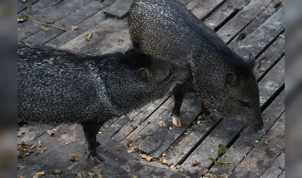 Conoce el Parque Natural de Pucallpa, un zoológico en medio de la selva [FOTOS]