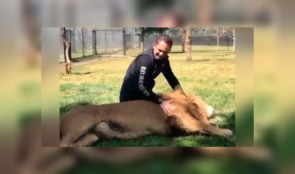 Un video viral de Facebook registró el momento en que un cuidador de leones ingresó al recinto de uno de los felinos. Un video viral de Facebook registró el momento en que un cuidador de leones ingresó al recinto de uno de los felinos.