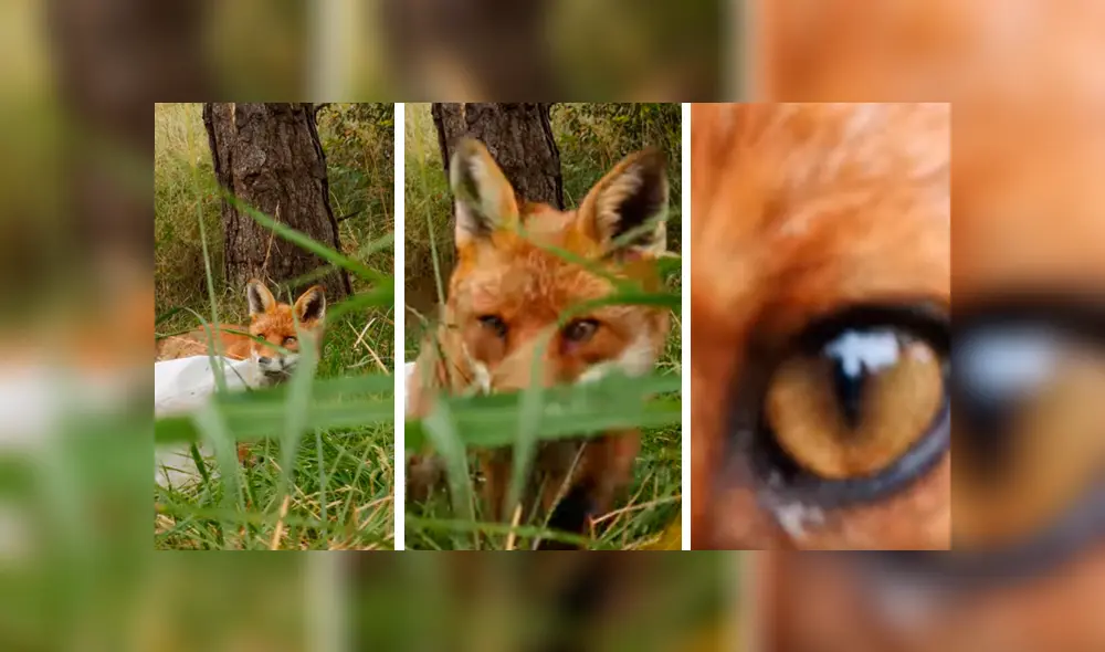 El joven quedó sorprendido al ver lo que hizo el zorro con su nuevo celular. Foto: captura El joven quedó sorprendido al ver lo que hizo el zorro con su nuevo celular. Foto: captura
