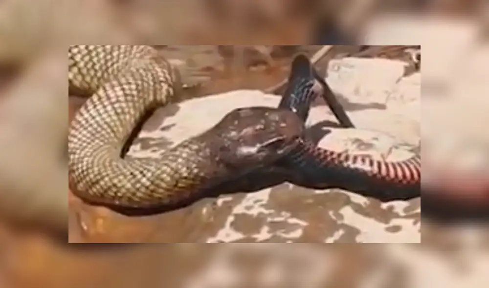 Facebook viral: gigantesca culebra canibal 'asesina' a pequeña criatura venenosa [VIDEO]