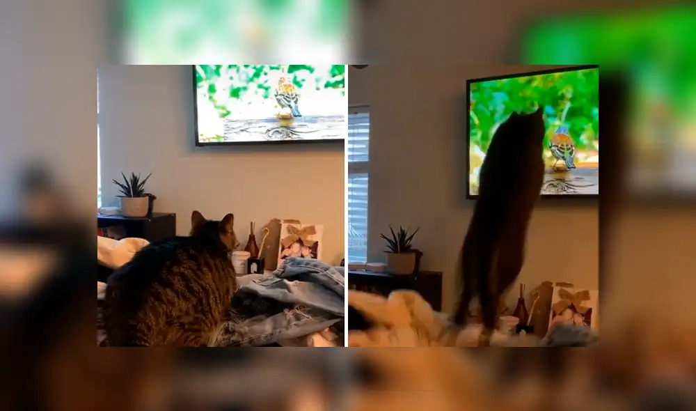 Desliza la imagen de Facebook para verlas todas.