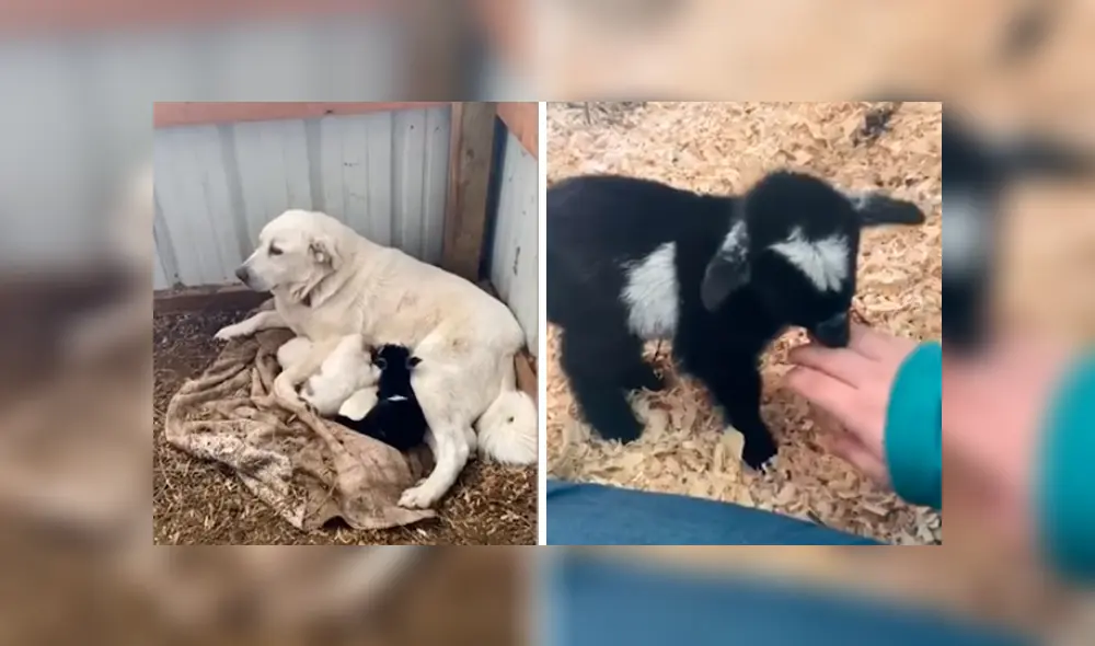 Video es viral en YouTube. Dueña de la perra se percató de la emotiva escena y no dudó en grabarla para compartirla en redes Video es viral en YouTube. Dueña de la perra se percató de la emotiva escena y no dudó en grabarla para compartirla en redes