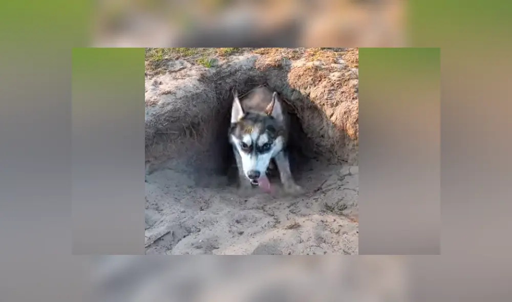 Facebook viral: hombre oye extraños ruidos en hoyo, se acerca y descubre peludo animal [VIDEO] 