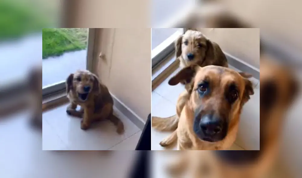 Desliza las imágenes para ver más detalles sobre este 'valiente' perro que corrió a defender a su pequeño amigo. (Foto: captura / TikTok / @leslyeojeda)