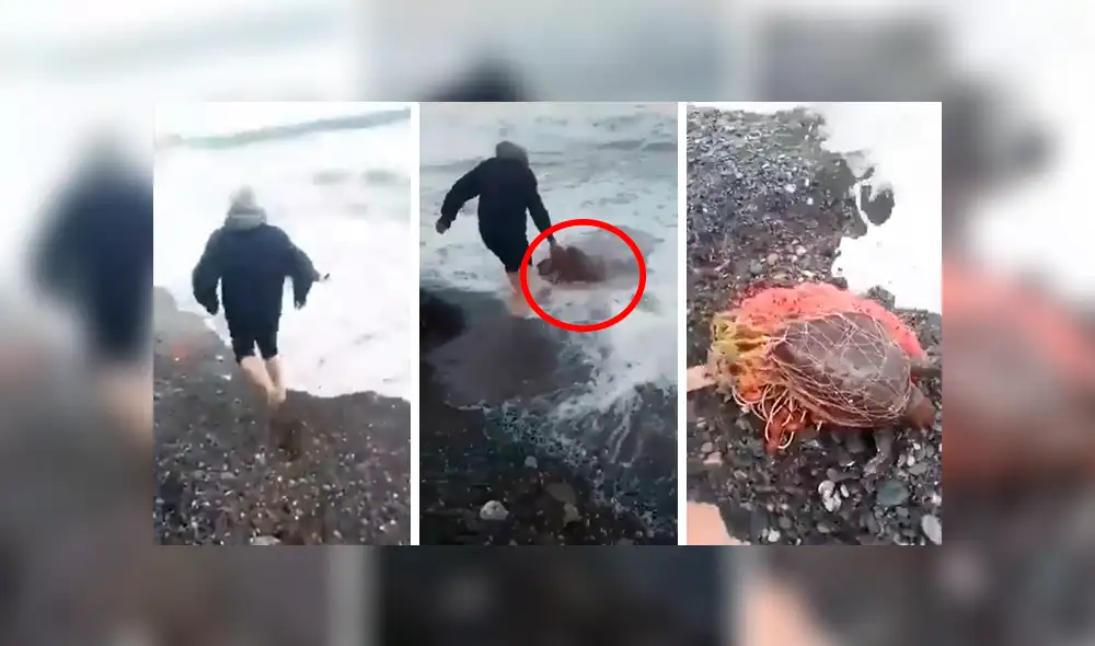 YouTube viral: hombre arriesga su vida e ingresa al mar para salvar a tortuga cubierta de plástico [VIDEO]