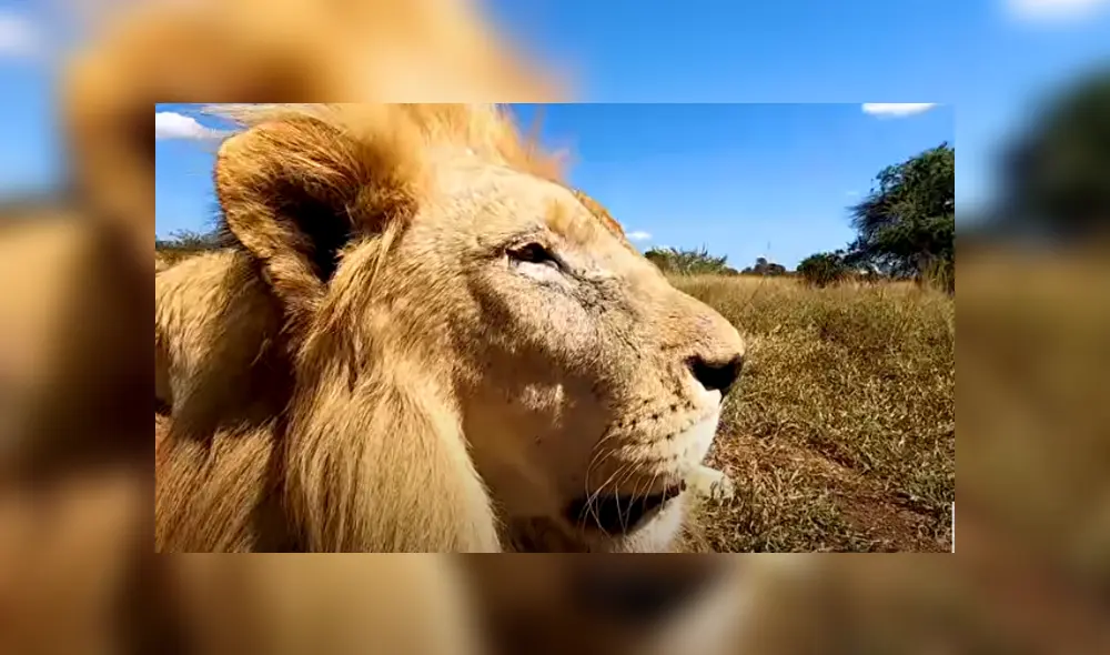 Desliza hacia la izquierda para ver las imágenes del viral de YouTube. Foto: The Lion Whisperer. Desliza hacia la izquierda para ver las imágenes del viral de YouTube. Foto: The Lion Whisperer.