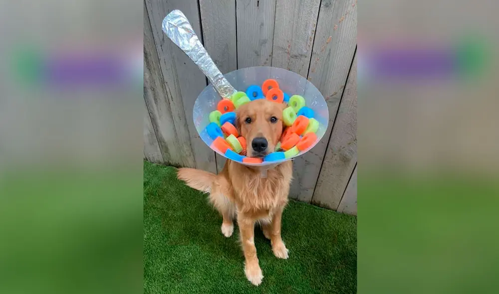 Desliza las imágenes para ver los creativos diseños que creó una joven cuando su perro llevó un cono isabelino en el cuello. Foto: Facebook