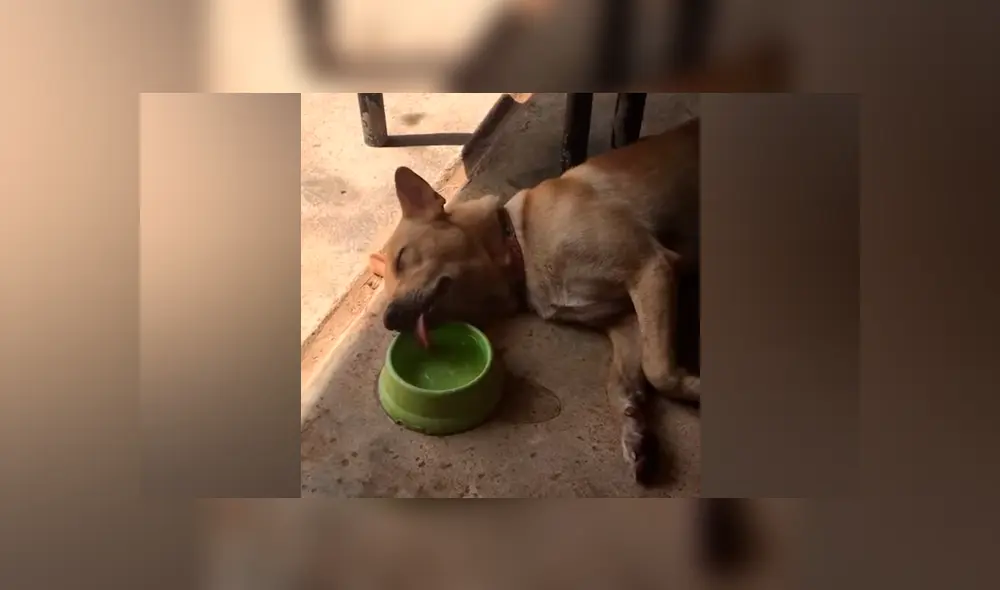 Una mujer grabó en un video viral de YouTube el traumático instante en que creyó que su perro murió, sin imaginar que al acercarse descubriría la verdad. Una mujer grabó en un video viral de YouTube el traumático instante en que creyó que su perro murió, sin imaginar que al acercarse descubriría la verdad.