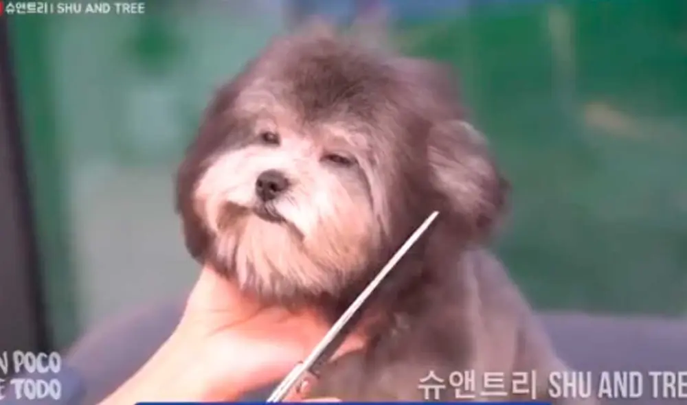 Desliza las imágenes para ver el radical cambio de aspecto que tuvo este perrito callejero que fue rescatado de la calle. Foto: captura de TikTok/@alexisjmontalvo