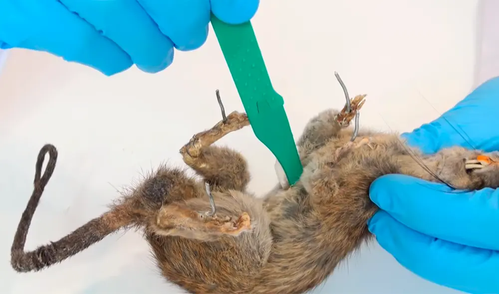 El youtuber del canal 'Curiosidades con Mike' examinó por dentro a una rata disecada. El youtuber del canal 'Curiosidades con Mike' examinó por dentro a una rata disecada.