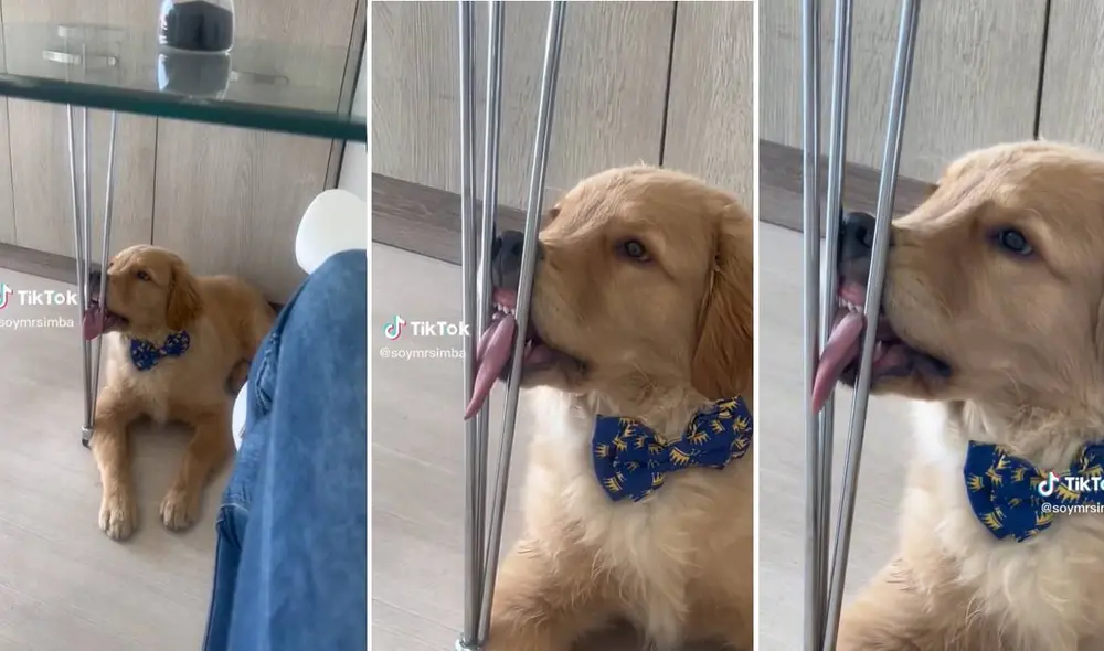 El clip ha logrado más de dieciséis millones de reproducciones en TikTok. Foto: composición LR/captura de TikTok/@soymsimba