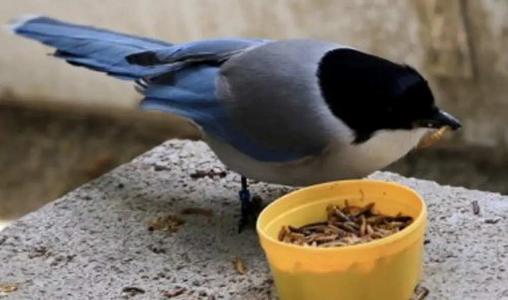 Los investigadores creen que los rabilargos pueden sentir empatía como los humanos. Foto: Universidad de Utrech