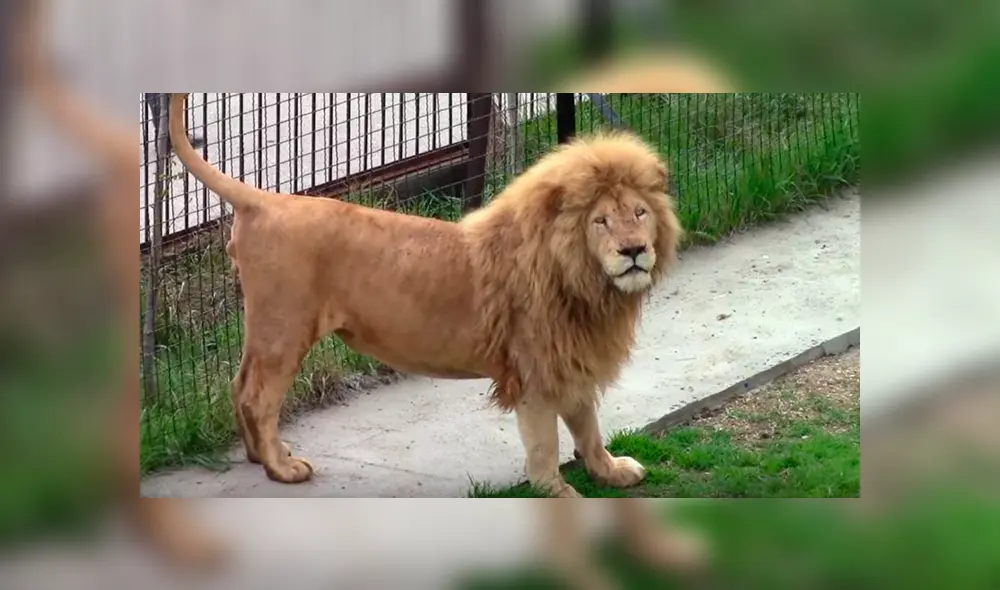 Si quieres ver lo que hizo un feroz león cuando notó que una turista lo fotografiaba, desliza cada imagen viral de YouTube hacia la izquierda. Si quieres ver lo que hizo un feroz león cuando notó que una turista lo fotografiaba, desliza cada imagen viral de YouTube hacia la izquierda.