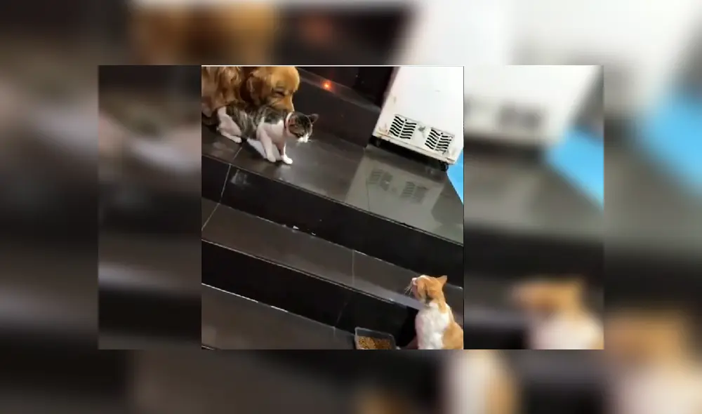 El can observó que la felina estaba en peligro y no dudó en intervenir para protegerla. Video es viral en YouTube.