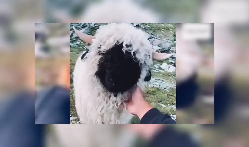 En YouTube, un joven daba un paseo por los campos de Suiza y encontró un enorme animal peludo. En YouTube, un joven daba un paseo por los campos de Suiza y encontró un enorme animal peludo.