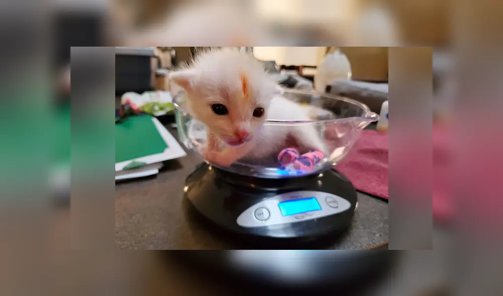 El pequeño gato no podía usar bien su patas traseras, por lo que tuvieron que crear unas férulas para ayudarlo. Foto: Arizona Humane Society