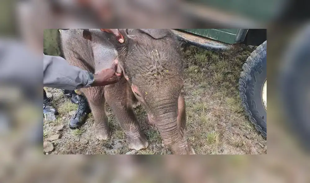El recién nacido fue abandonado en un pozo por su manada y luego una jauría de hienas le amputó su trompa. Foto: Caters