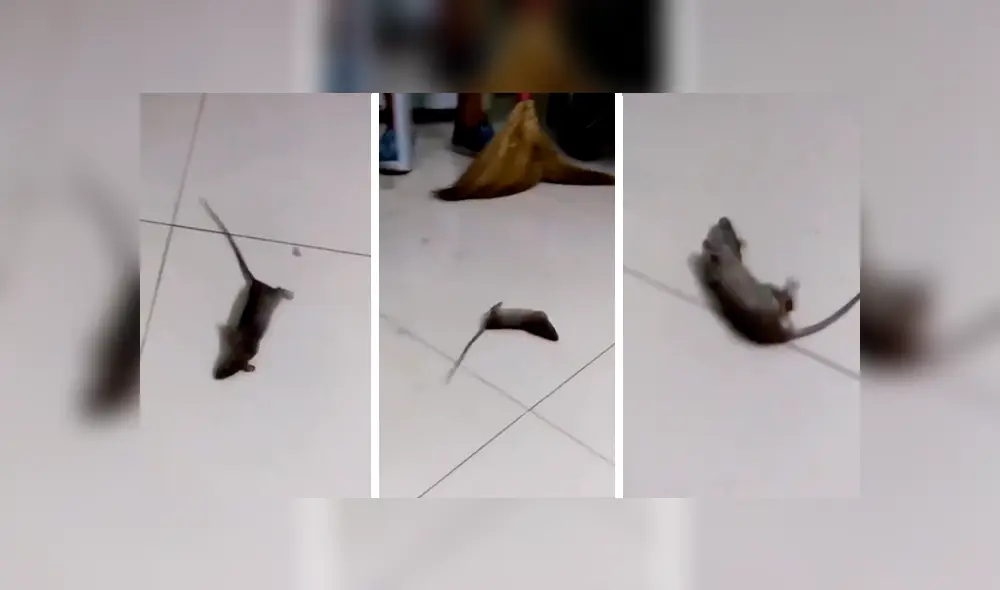 Facebook viral: ratón se hace el muerto para no ser 'asesinado' por el dueño de la casa [VIDEO]