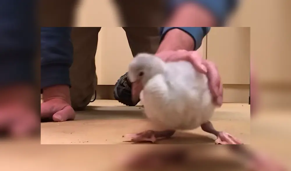 En Facebook, un pequeño flamingo cautivó con sus primeros pasos tras superar sus problemas al nacer. En Facebook, un pequeño flamingo cautivó con sus primeros pasos tras superar sus problemas al nacer.