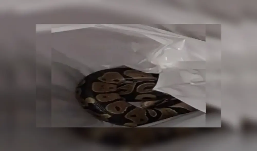 Desliza las imágenes para ver más sobre esta aterradora escena. (Foto: captura) Desliza las imágenes para ver más sobre esta aterradora escena. (Foto: captura)