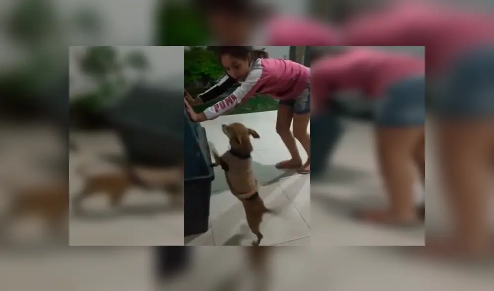 Video es viral en Facebook. La perra, de raza chihuahua, ha conmovido a cientos de internautas, tras acudir al llamado de su dueña al ver que necesitaba ayuda Video es viral en Facebook. La perra, de raza chihuahua, ha conmovido a cientos de internautas, tras acudir al llamado de su dueña al ver que necesitaba ayuda