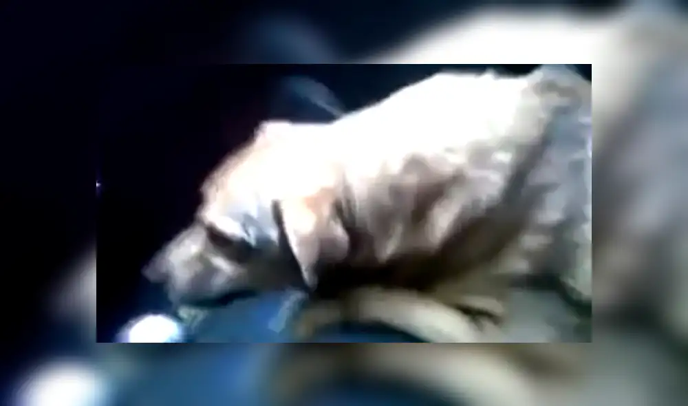 Perro regresa a casa, luego de estar perdido y trata de explicarle a su dueña dónde estuvo [VIDEO]