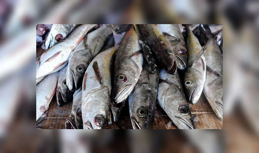 Incautan más de 20 toneladas de merluza. Créditos: Difusión.