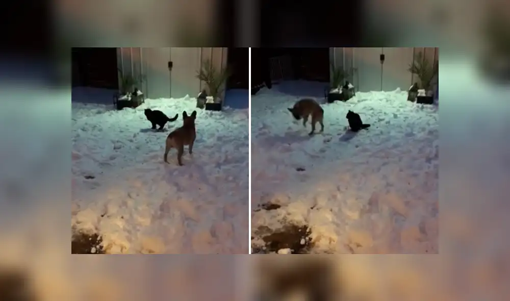 Vía Facebook. El can hizo de todo frente al gato para despertar su atención, pero la reacción del felino no fue lo que esperaba y protagonizó una divertida escena