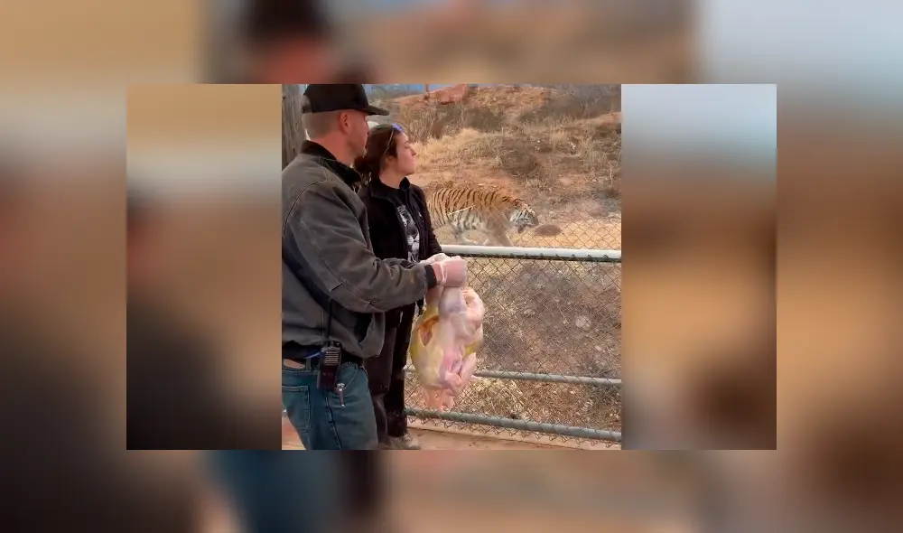 Desliza hacia la izquierda para ver la reacción de los tigres en el video viral de YouTube. Desliza hacia la izquierda para ver la reacción de los tigres en el video viral de YouTube.