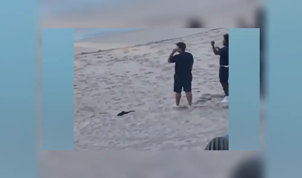 Pareja se tropieza con hambriento tiburón en la playa y salen disparados para salvar sus vidas [VIDEO] 