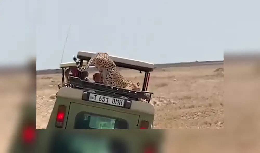 En YouTube, una familia realizaba un safari y fueron sorprendidos por una feroz chita que se subió a su vehículo. En YouTube, una familia realizaba un safari y fueron sorprendidos por una feroz chita que se subió a su vehículo.