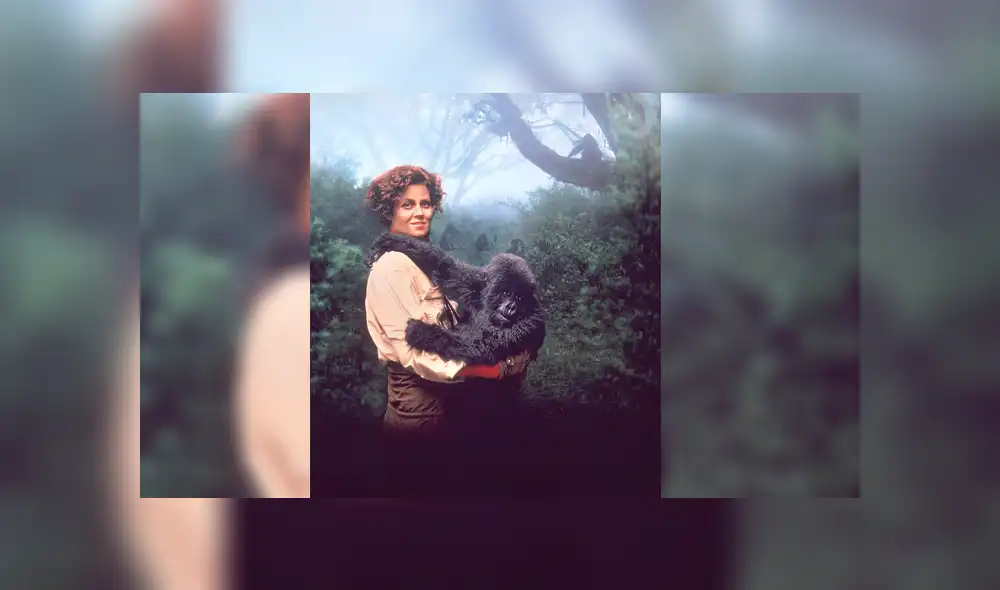 Fallece Poppy, la última de los 'gorilas en la niebla' de Dian Fossey