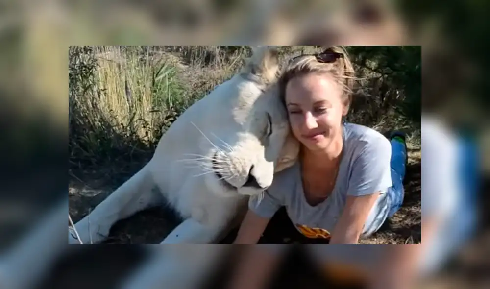 El video viral de YouTube muestra la reacción que tuvo una leona al toparse con una modelo hacía safari dentro de un peligroso campo de felinos.