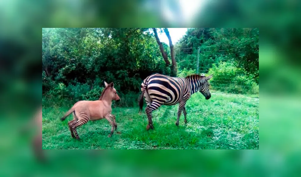 Kenia: nace un “cebrasno”, híbrido de una cebra y un burro en reserva natural [VIDEO]
