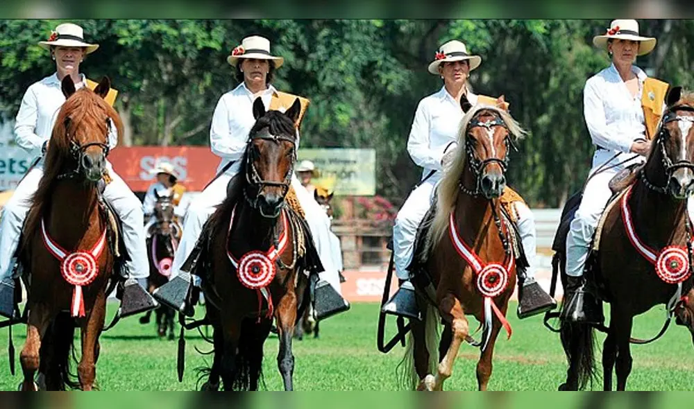 En Cusco se realizará concurso del caballo de paso peruano.