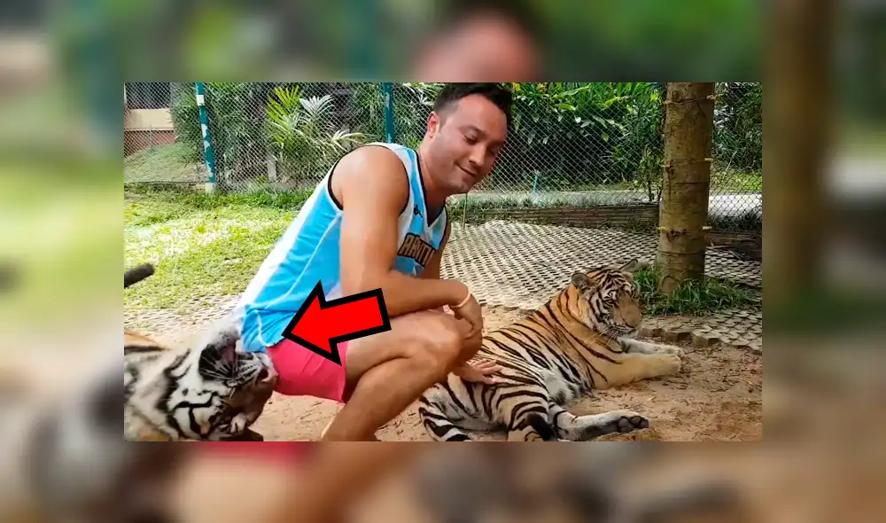 Facebook viral: tigre muerde glúteo de turista que se metió a su jaula [VIDEO]