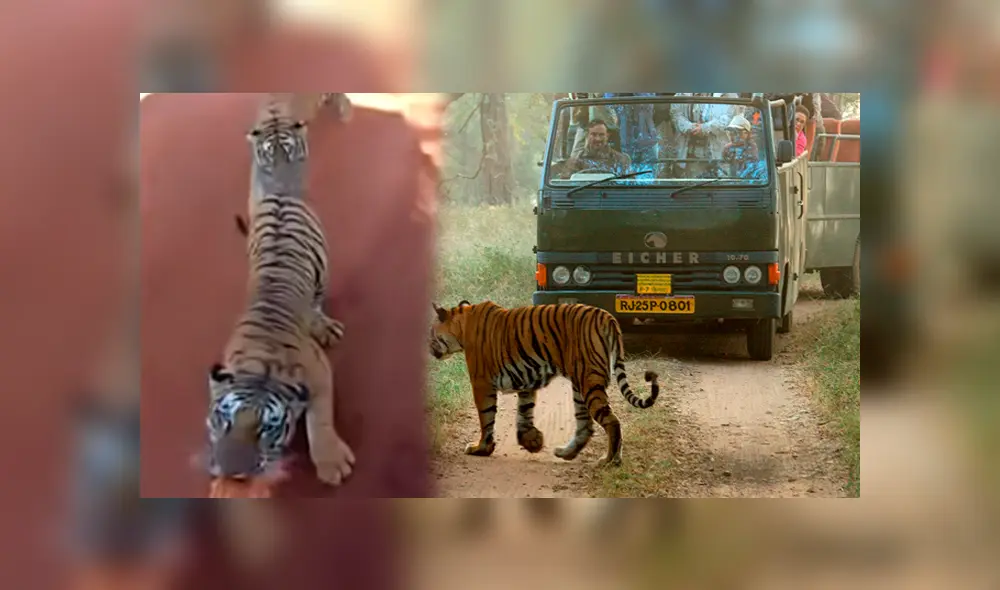 Desliza hacia la izquierda para ver la reacción de un enfurecido tigre que se volvió viral en Facebook.