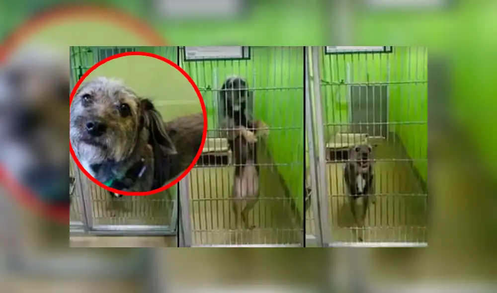 Facebook: esta es la conmovedora reacción de perrita que busca que la adopten para salvar su vida Facebook: esta es la conmovedora reacción de perrita que busca que la adopten para salvar su vida