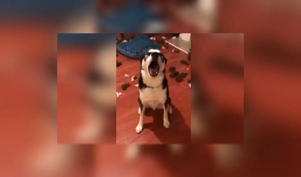 En Facebook enternece a todos el perro que ‘justifica’ su travesura | VIDEO