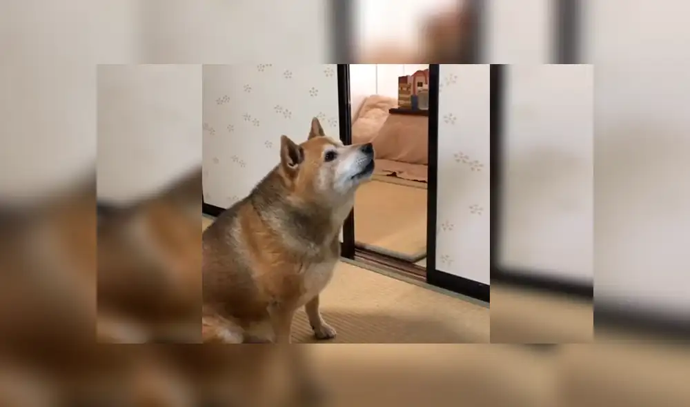 Facebook viral: perro reacciona con violencia porque sus amor no servían sus alimentos [VIDEO]