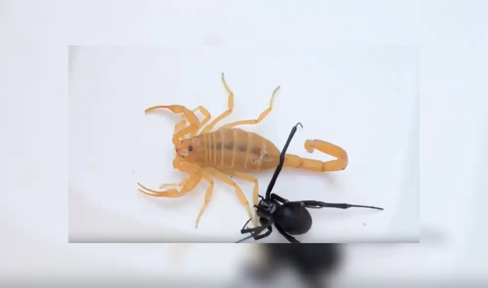 Mortal pelea entre viuda negra y escorpión tiene un lamentable desenlace [VIDEO] 