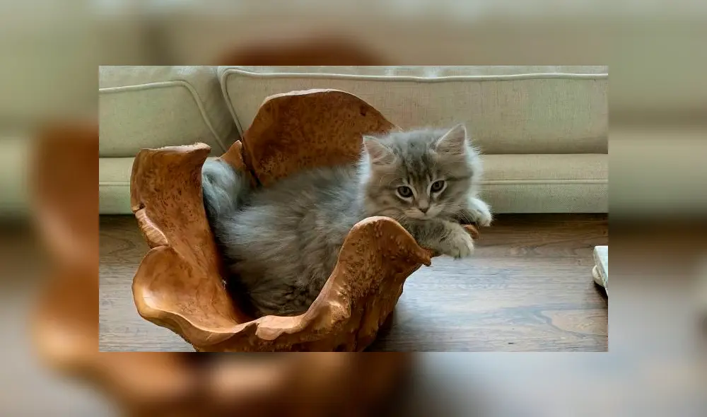El gatito recibe el amor de sus dueños quienes están muy felices con los resultados de la clonación. Foto: SWNS El gatito recibe el amor de sus dueños quienes están muy felices con los resultados de la clonación. Foto: SWNS