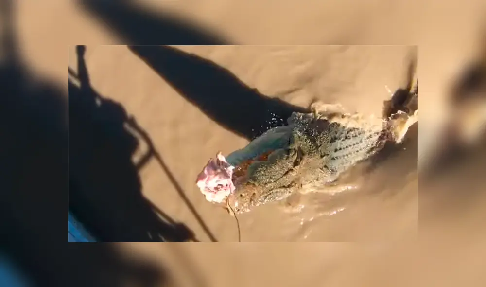 Un grupo de pescadores se encontró cara a cara con una enorme criatura que los dejó impactados. Un grupo de pescadores se encontró cara a cara con una enorme criatura que los dejó impactados.