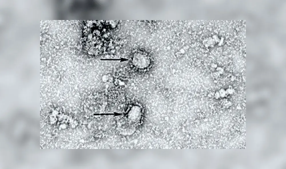 Coronavirus. Crédito: Instituto de Microbiología de la Academia de Ciencias de China. Coronavirus. Crédito: Instituto de Microbiología de la Academia de Ciencias de China.