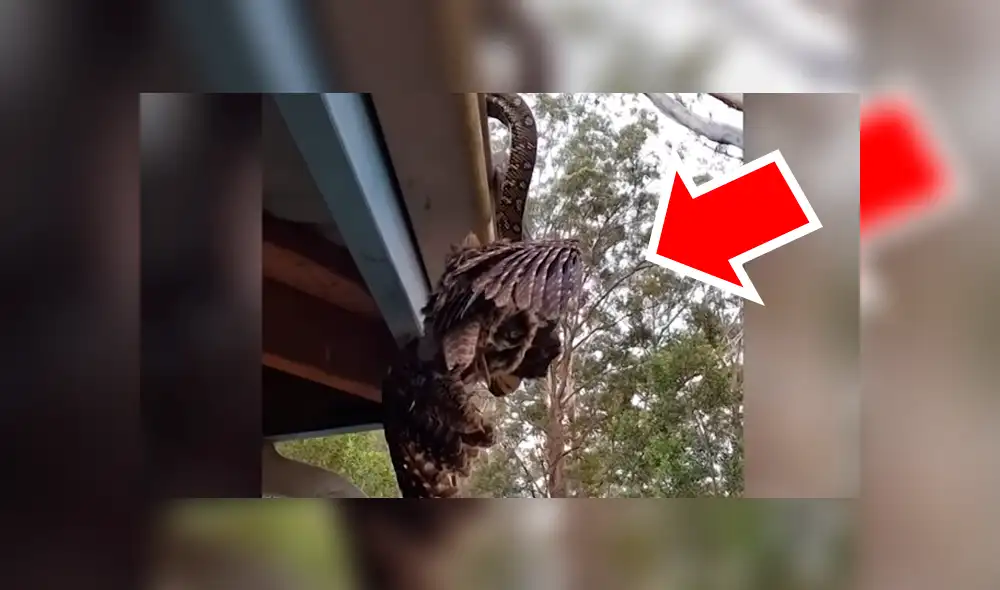 YouTube viral: enorme ave descansaba en tejado, sin imaginar que serpiente hambrienta la devoraría 