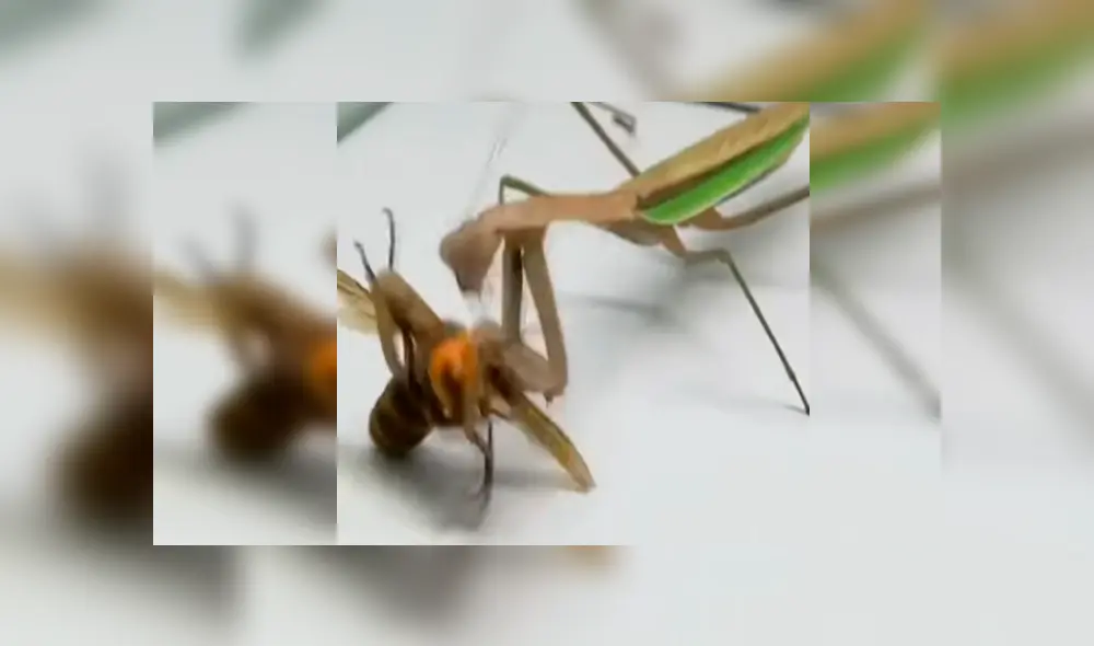 El avispón pierde la cabeza mientras que la mantis verdosa y enorme, ataca sin piedad. El avispón pierde la cabeza mientras que la mantis verdosa y enorme, ataca sin piedad.