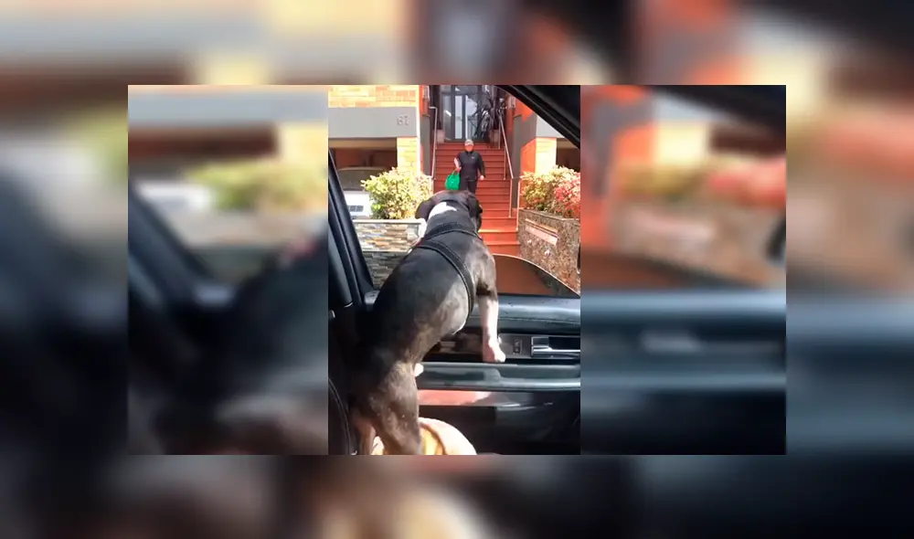 En Facebook, un perro llamó la atención de sus cuidadores por sus singulares movimientos al demostrar su emoción. En Facebook, un perro llamó la atención de sus cuidadores por sus singulares movimientos al demostrar su emoción.