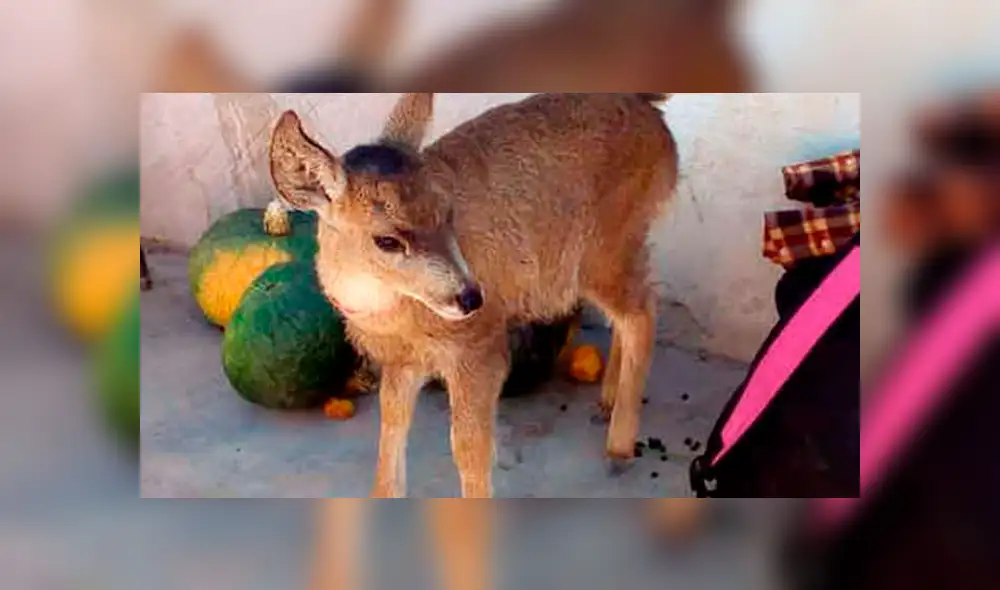Arequipa: Rescatan a venado andino que era criado como mascota junto a dos perros [VIDEO]