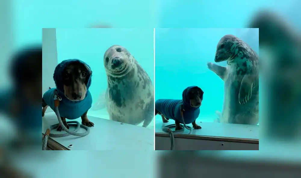 Desliza hacia la izquierda para ver las divertidas fotos del perro con la foca que se hicieron viral en Facebook.